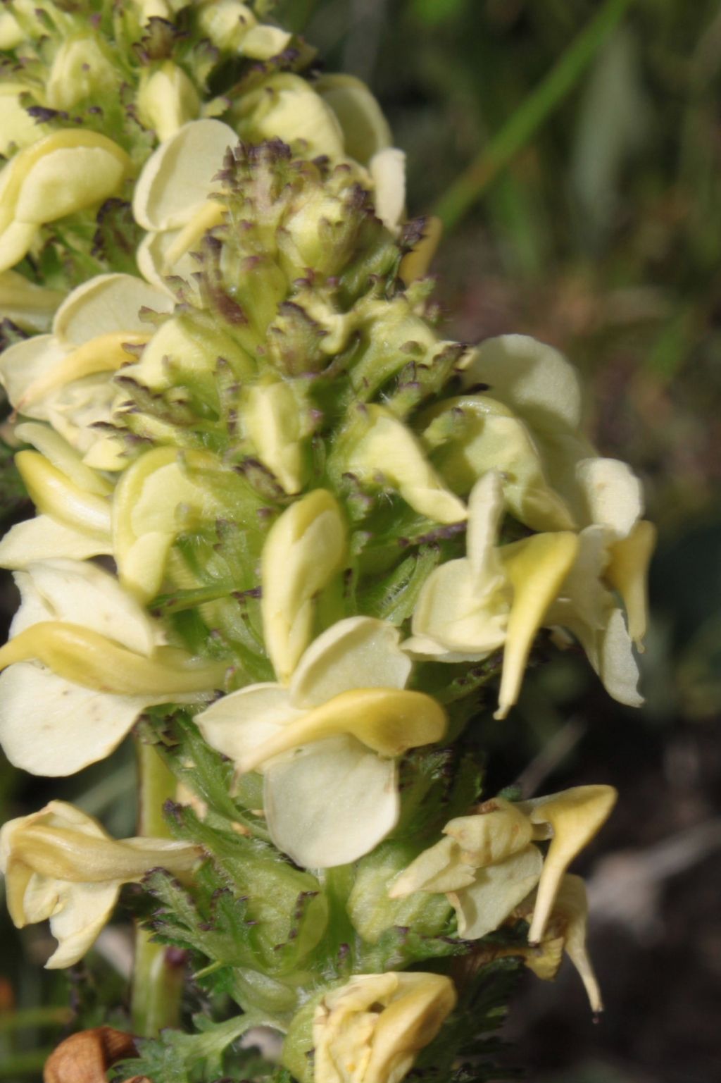 Pedicularis elongata